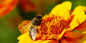Як у медицині використовують бджолину отруту?