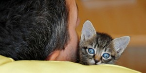 Вчені довели, що кішки можуть лікувати