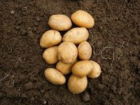Травнева картопля: є там нітрати?
