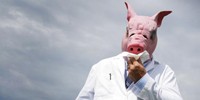 П'ять міфів про свинячий грип