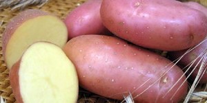 Картопля та його лікувальні властивості