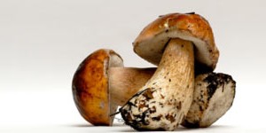 Що потрібно знати про гриби?