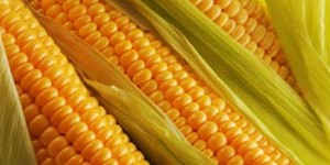 Кукурудза як лікарська рослина