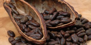 Лікувальні властивості какао
