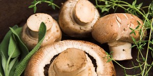Лікувальні властивості грибів