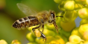 Бджолина отрута (апітоксин)