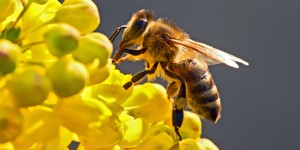 Що лікує бджолина отрута?