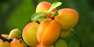 Корисні властивості абрикоса