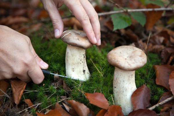 Як правильно збирати гриби